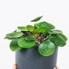 Peperomia Lemon Lime - Imagen 2